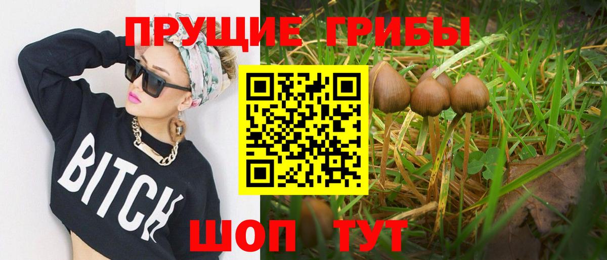 Рузаевка  Псилоцибиновые грибы Psilocybine cubensis  Вход с VPN 